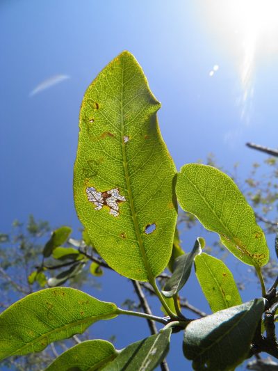 Esenbeckia nesiotica, photographed by Leonardo O. Alvarado Cárdenas