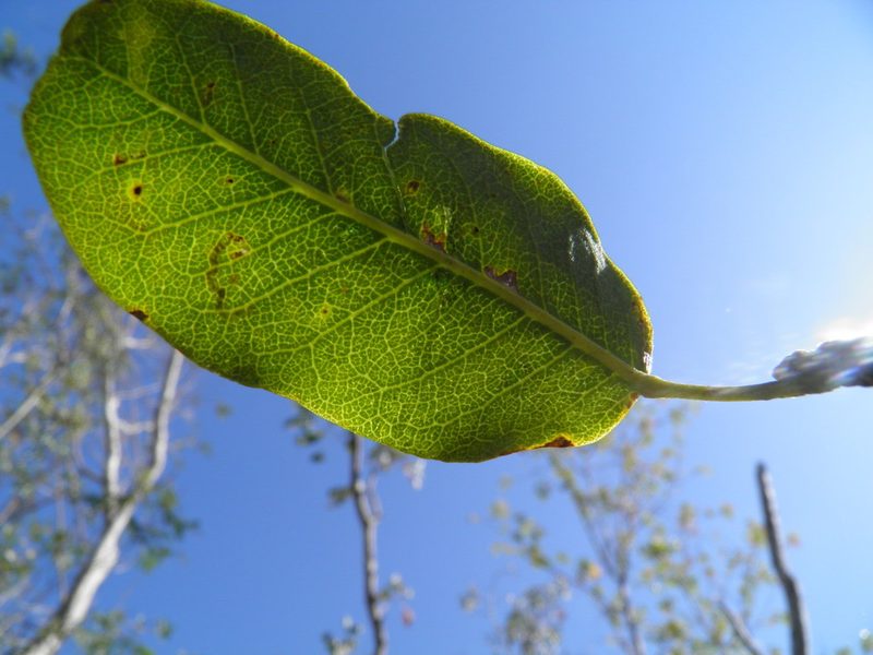 Esenbeckia nesiotica, photographed by Leonardo O. Alvarado Cárdenas