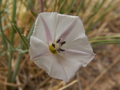 Convolvulus ammannii, photographed by Yves Bas