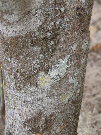 Hyperbaena ilicifolia, photographed by Leonardo O. Alvarado Cárdenas