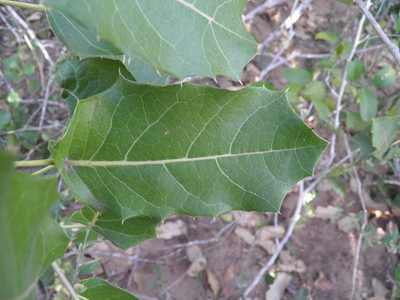 Hyperbaena ilicifolia, photographed by Leonardo O. Alvarado Cárdenas