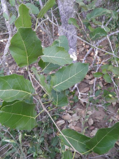 Hyperbaena ilicifolia, photographed by Leonardo O. Alvarado Cárdenas