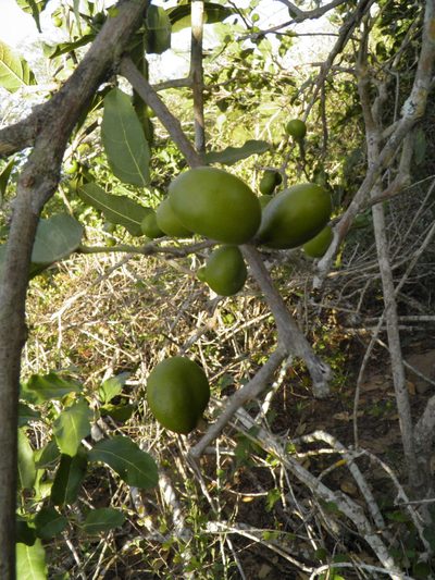 Hyperbaena ilicifolia, photographed by Leonardo O. Alvarado Cárdenas