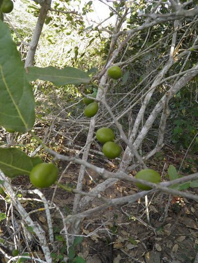 Hyperbaena ilicifolia, photographed by Leonardo O. Alvarado Cárdenas