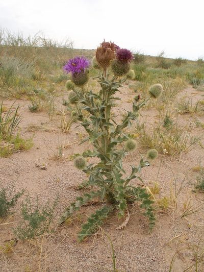 Olgaea leucophylla, photographed by Yves Bas