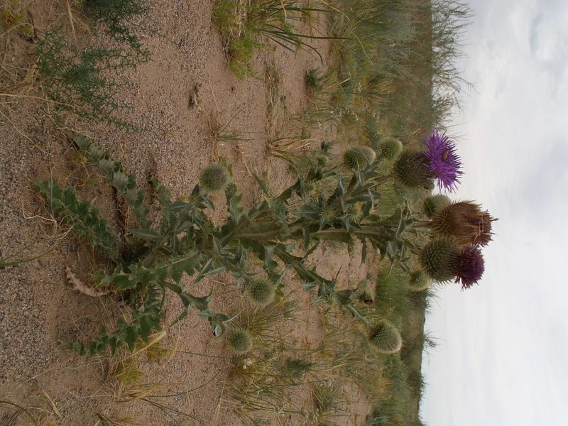 Olgaea leucophylla, photographed by Yves Bas