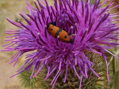 Olgaea leucophylla, photographed by Yves Bas