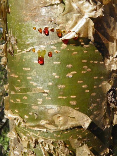 Jatropha chamelensis, photographed by Leonardo O. Alvarado Cárdenas