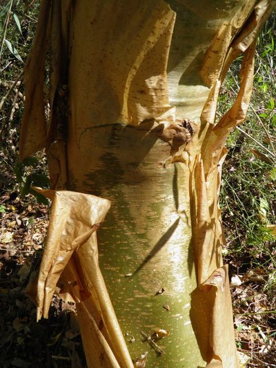 Jatropha chamelensis, photographed by Leonardo O. Alvarado Cárdenas