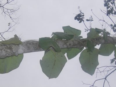 Ruehssia lanata, photographed by Leonardo O. Alvarado Cárdenas