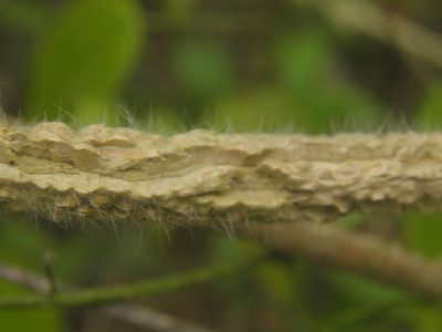 Ruehssia lanata, photographed by Leonardo O. Alvarado Cárdenas