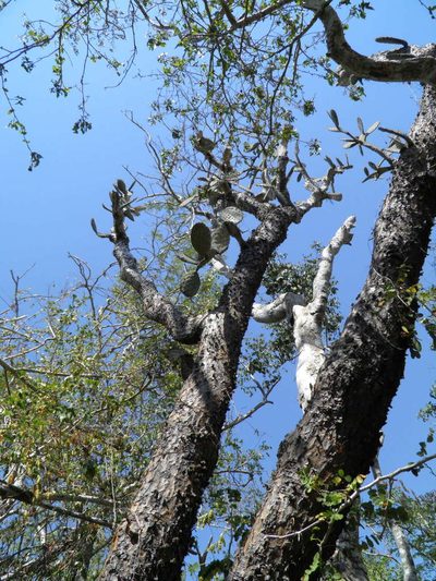 Opuntia excelsa, photographed by Leonardo O. Alvarado Cárdenas