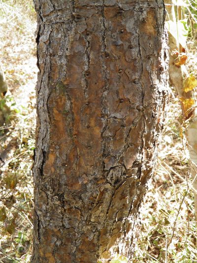 Opuntia excelsa, photographed by Leonardo O. Alvarado Cárdenas