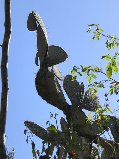 Opuntia excelsa, photographed by Leonardo O. Alvarado Cárdenas