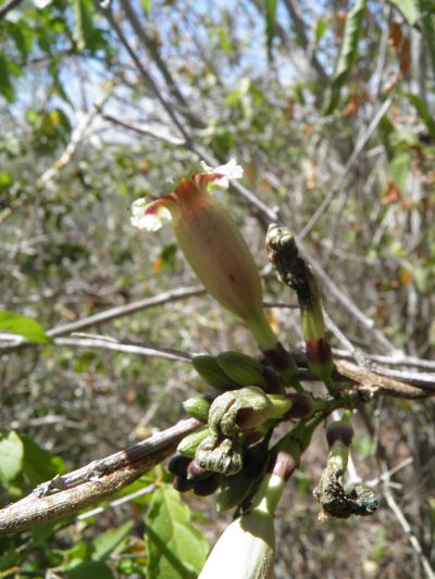 Ipomoea bombycina, photographed by Leonardo O. Alvarado Cárdenas