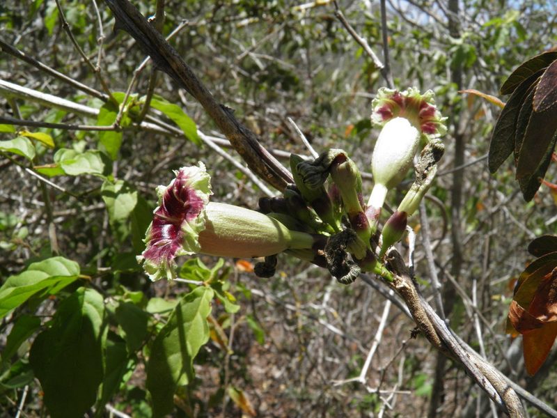 Ipomoea bombycina, photographed by Leonardo O. Alvarado Cárdenas