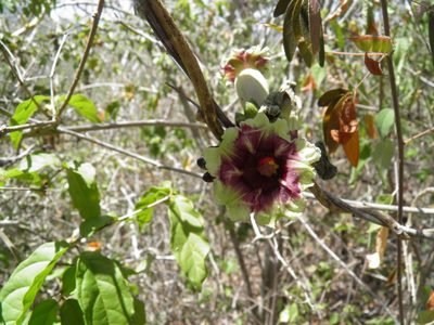 Ipomoea bombycina, photographed by Leonardo O. Alvarado Cárdenas