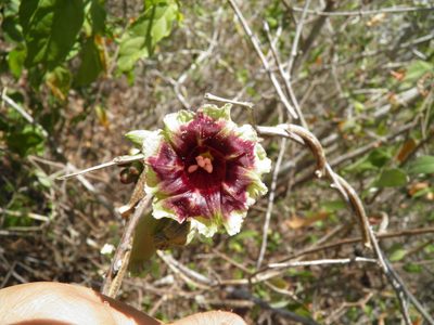 Ipomoea bombycina, photographed by Leonardo O. Alvarado Cárdenas