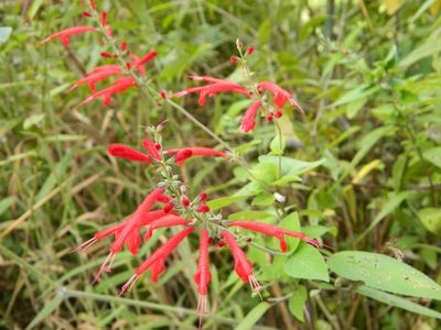 Salvia cinnabarina, photographed by Louis Imbeau