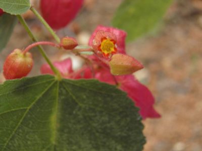 Physodium adenodes, photographed by Leonardo O. Alvarado Cárdenas