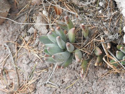 Pachyphytum hookeri, photographed by Diana Fuentes
