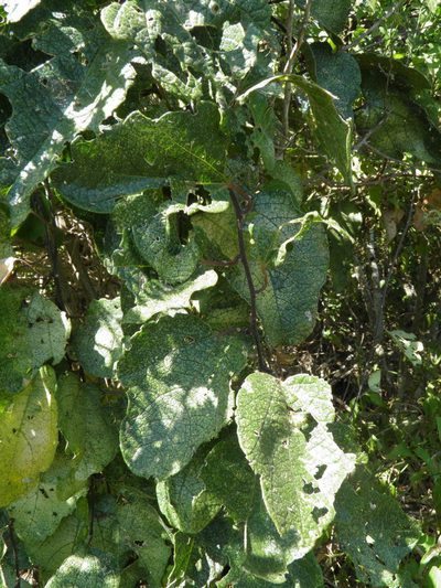 Passiflora holosericea, photographed by Leonardo O. Alvarado Cárdenas