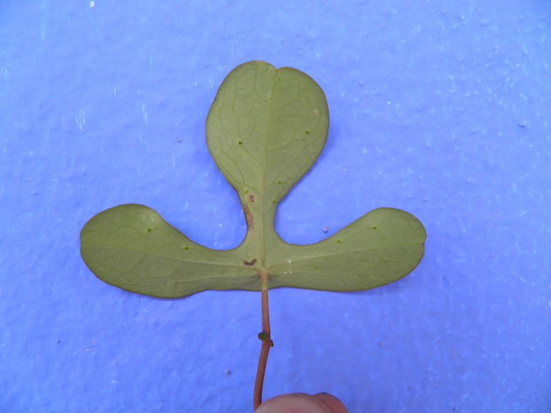 Passiflora juliana, photographed by Leonardo O. Alvarado Cárdenas