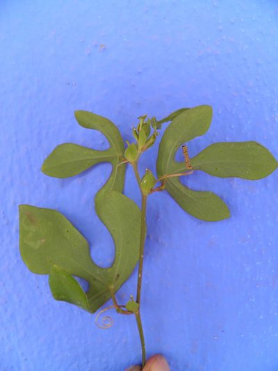Passiflora juliana, photographed by Leonardo O. Alvarado Cárdenas
