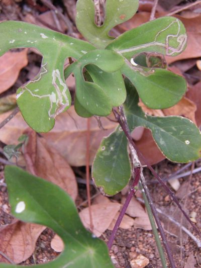 Passiflora juliana, photographed by Leonardo O. Alvarado Cárdenas