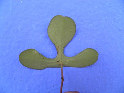 Passiflora juliana, photographed by Leonardo O. Alvarado Cárdenas