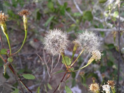 Porophyllum punctatum, photographed by Leonardo O. Alvarado Cárdenas