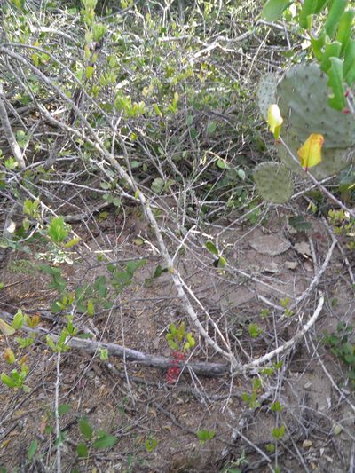 Stegnosperma cubense, photographed by Leonardo O. Alvarado Cárdenas