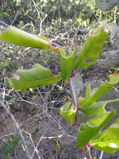 Stegnosperma cubense, photographed by Leonardo O. Alvarado Cárdenas