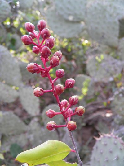 Stegnosperma cubense, photographed by Leonardo O. Alvarado Cárdenas