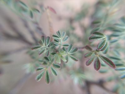 Dalea bicolor, photographed by Diana Fuentes