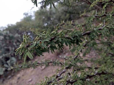 Vachellia schaffneri, photographed by Diana Fuentes