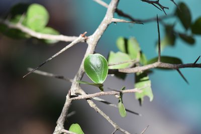 Dovyalis rotundifolia, photographed by Andrew Gillespie