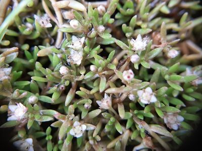 Crassula sinclairii, photographed by Colin Meurk