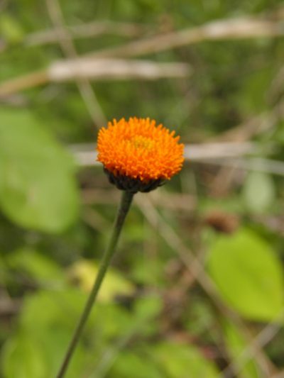 Verbesina lottiana, photographed by Leonardo O. Alvarado Cárdenas