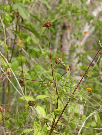 Verbesina lottiana, photographed by Leonardo O. Alvarado Cárdenas