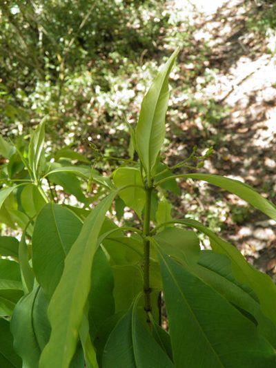 Alstonia longifolia, photographed by Leonardo O. Alvarado Cárdenas