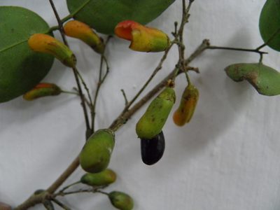 Rourea glabra, photographed by Leonardo O. Alvarado Cárdenas