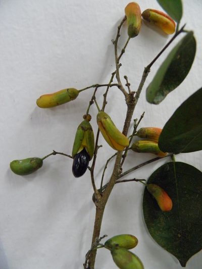 Rourea glabra, photographed by Leonardo O. Alvarado Cárdenas