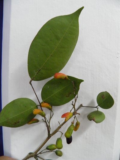 Rourea glabra, photographed by Leonardo O. Alvarado Cárdenas