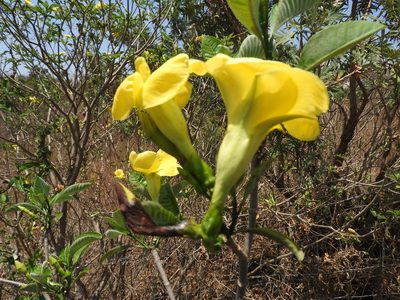 Tabernaemontana tomentosa, photographed by Leonardo O. Alvarado Cárdenas