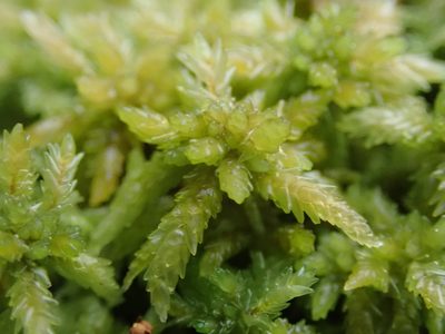 Sphagnum papillosum, photographed by Randal