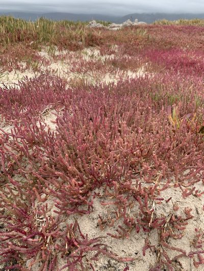 Salicornia meyeriana, photographed by Dave Richardson
