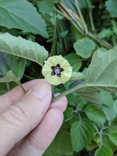 Physalis mollis, photographed by Alison Northup