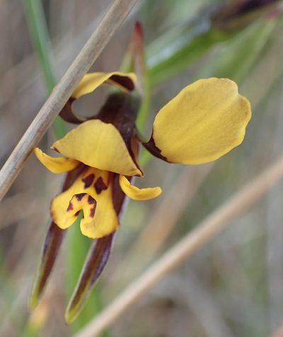 Diuris palustris, photographed by corunastylis