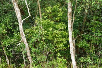 Podocarpus nakaii, photographed by 國立臺灣博物館